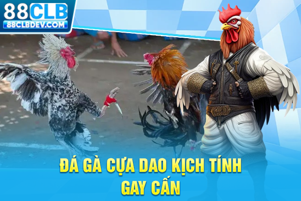 Đá gà cựa dao kịch tính, gay cấn