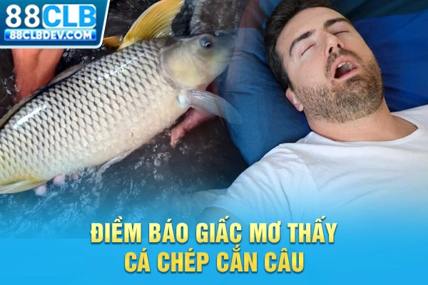 Điềm báo giấc mơ thấy cá chép cắn câu