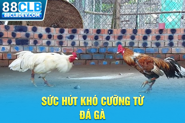 Sức hút khó cưỡng từ đá gà